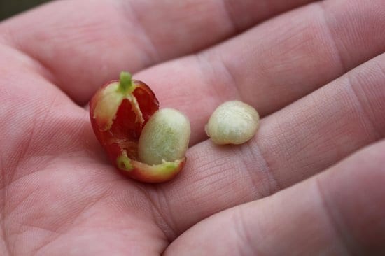 coffee beans comes from the seed of coffee cherry